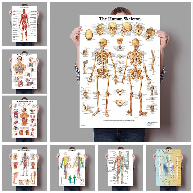 Badminton Poster - Organi umani Cervello Fegato Cuore Anatomia