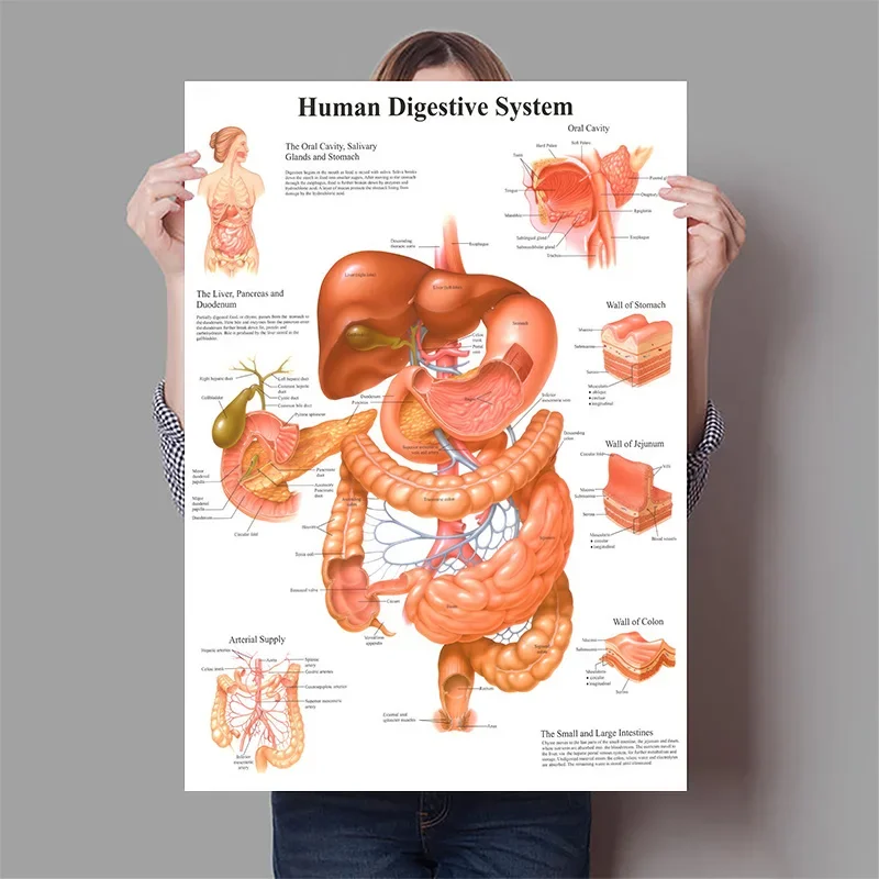 Organi umani Cervello Fegato C - Badminton Poster recensione e prezzo
