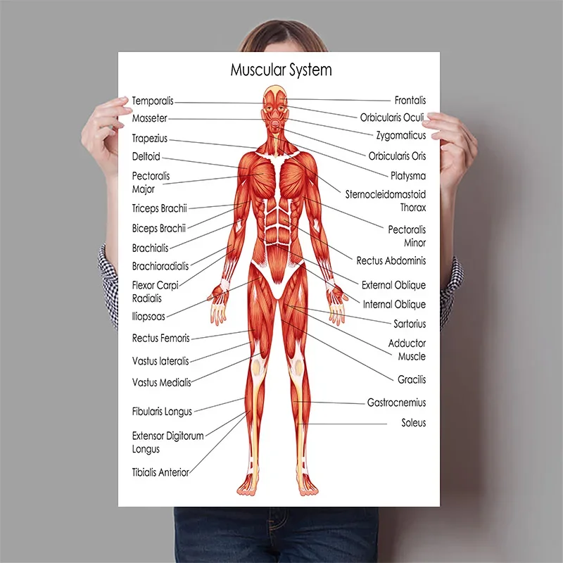 Organi umani Cervello Fegato C - Badminton Poster recensione e prezzo