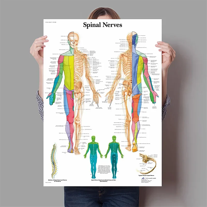 Organi umani Cervello Fegato C - Badminton Poster recensione e prezzo