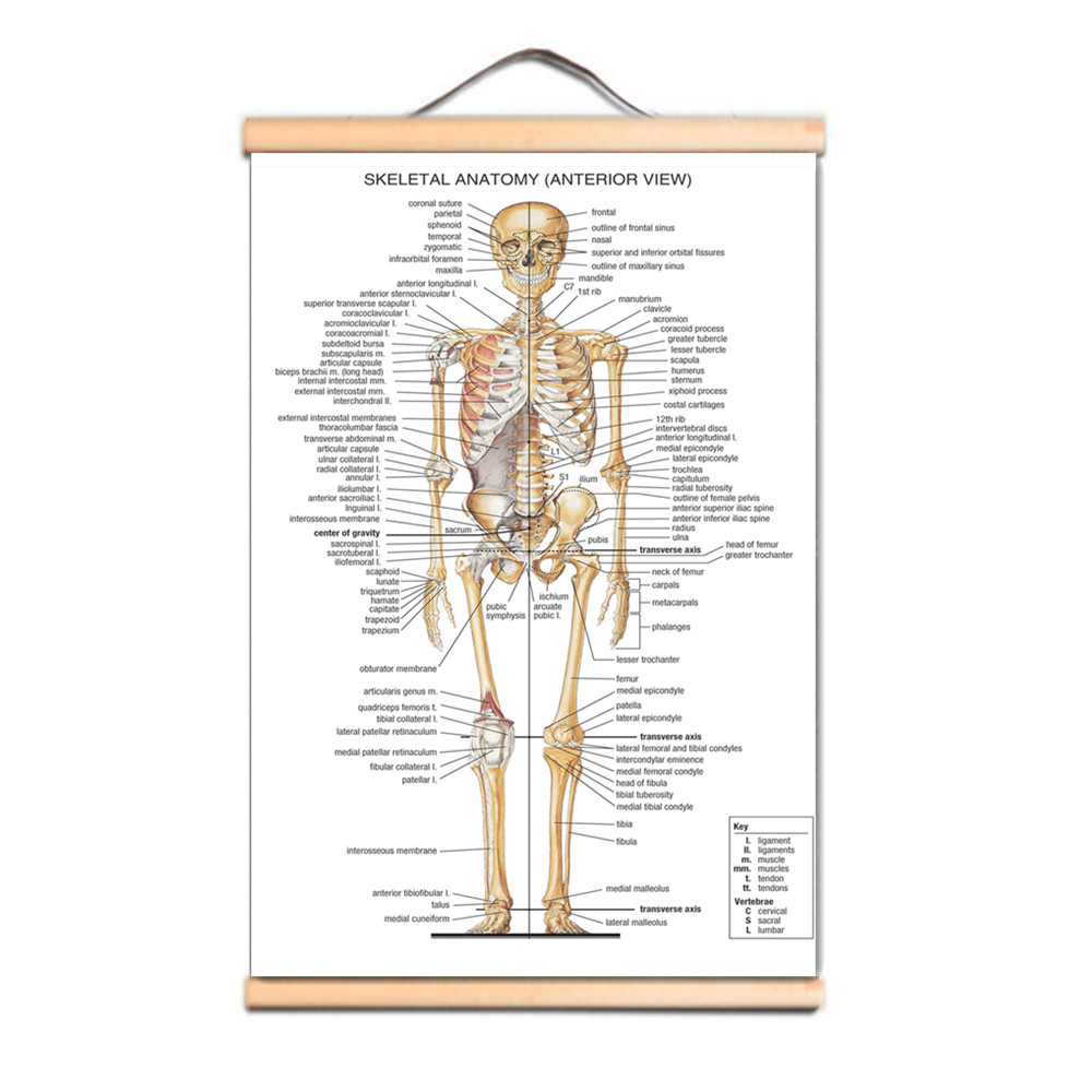 Poster e Stampe di Anatomia Sc - Badminton Poster recensione e prezzo
