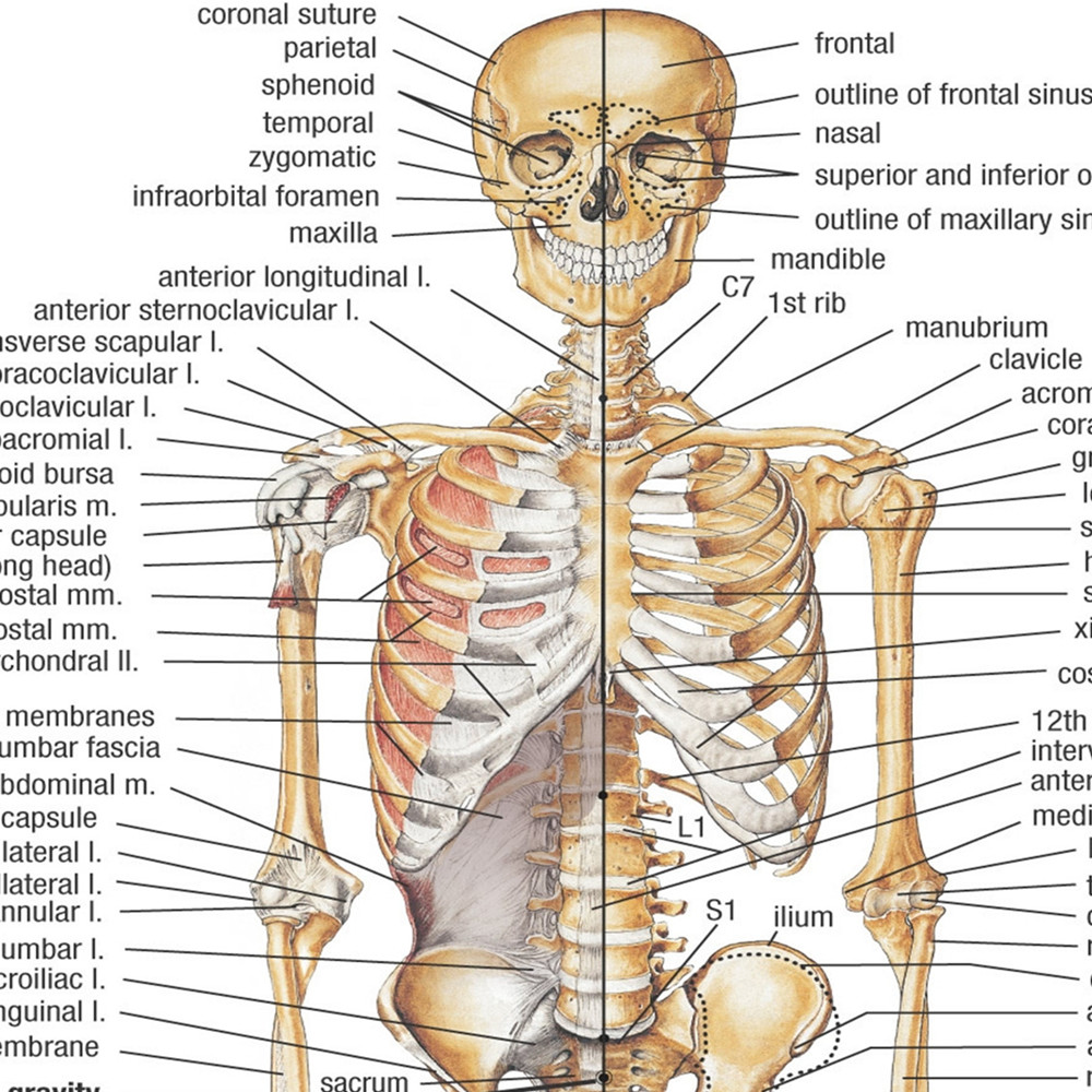 Poster e Stampe di Anatomia Sc - Badminton Poster recensione e prezzo