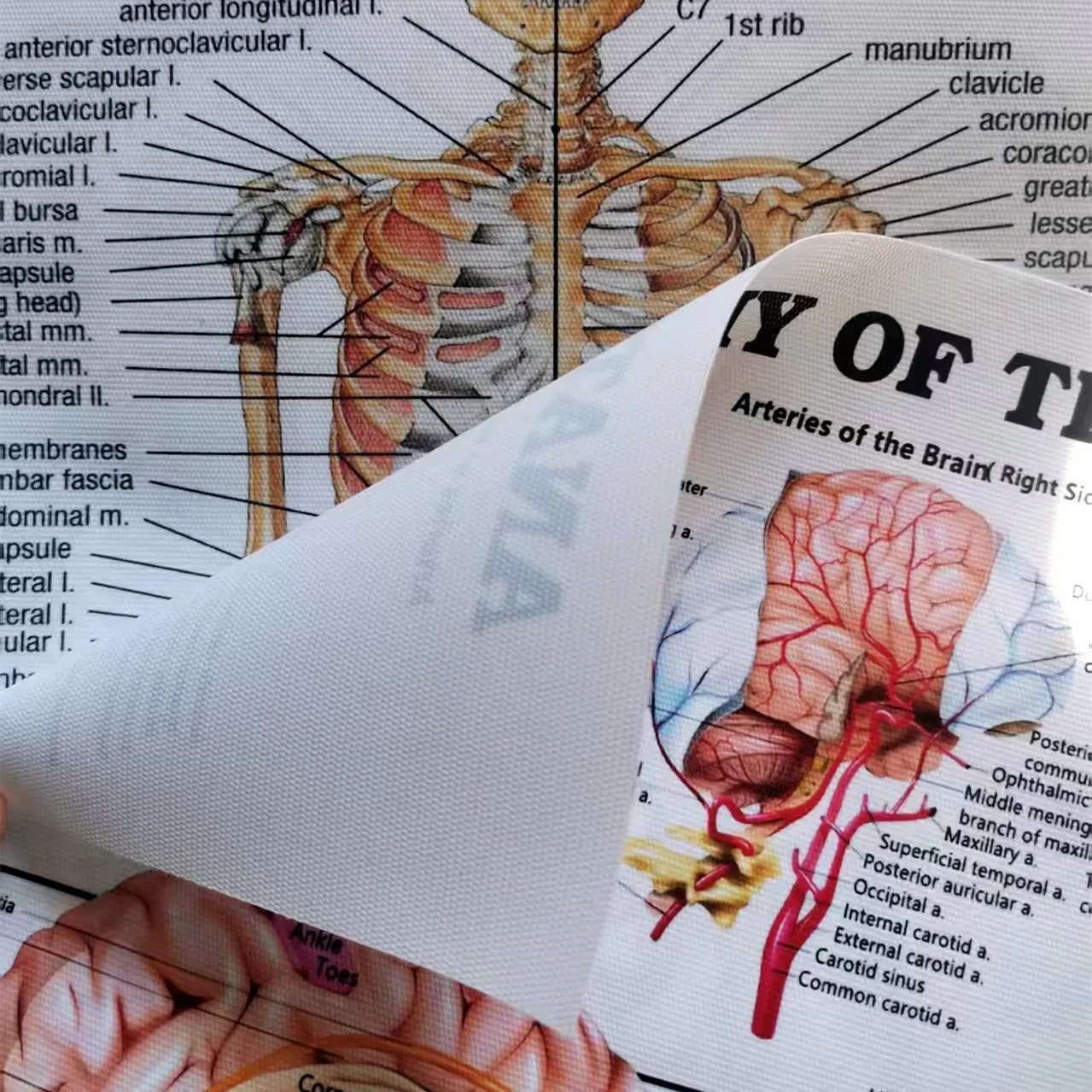 Poster e Stampe di Anatomia Sc - Badminton Poster recensione e prezzo