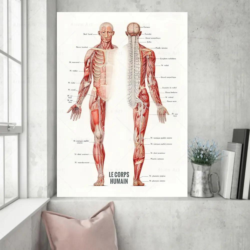 Muscolo umano Bodybuilding Ana - Badminton Poster recensione e prezzo