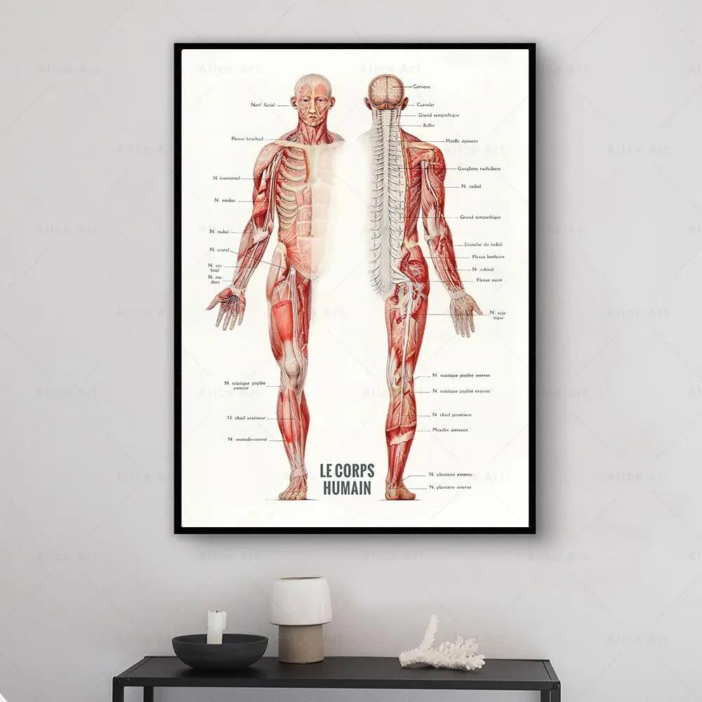 Muscolo umano Bodybuilding Ana - Badminton Poster recensione e prezzo