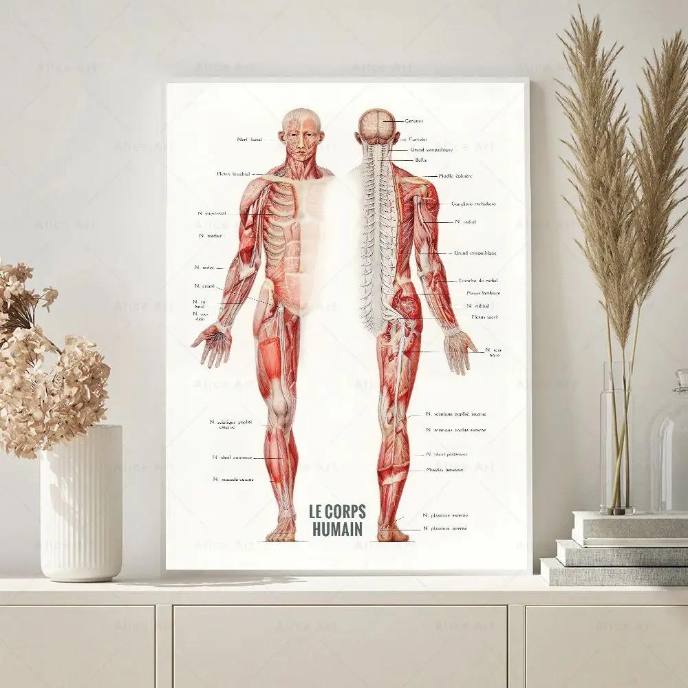 Muscolo umano Bodybuilding Ana - Badminton Poster recensione e prezzo