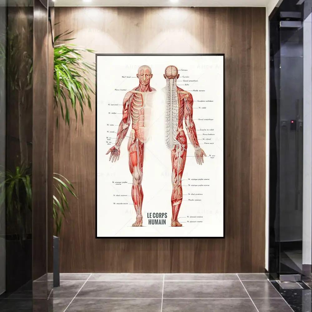 Muscolo umano Bodybuilding Ana - Badminton Poster recensione e prezzo